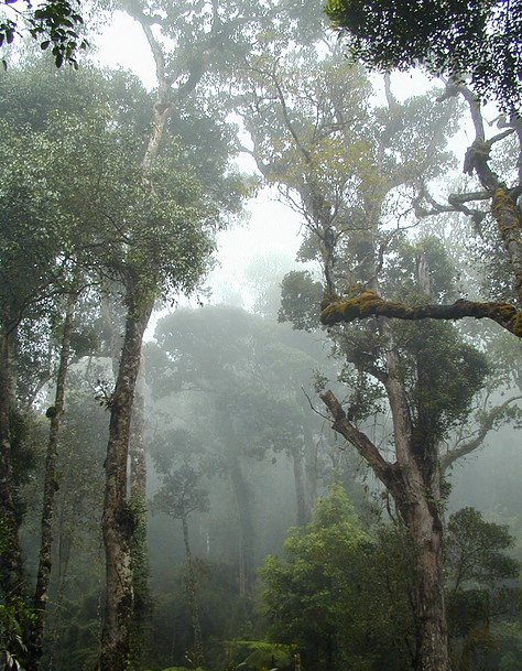 национальный парк Кинабалу